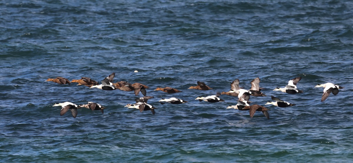 kajka mořská - ML645282618