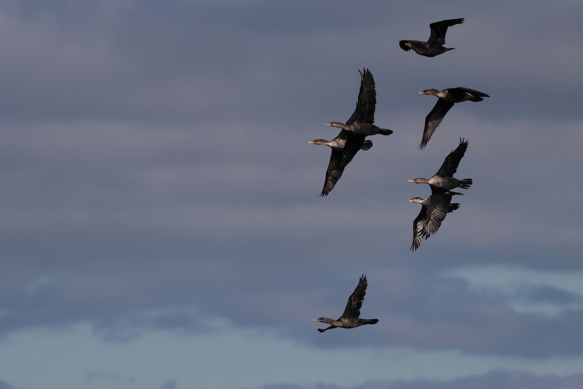 kormorán ušatý - ML645282621