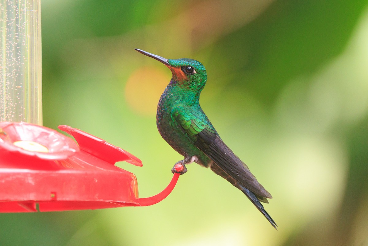 Green-crowned Brilliant - ML645282640