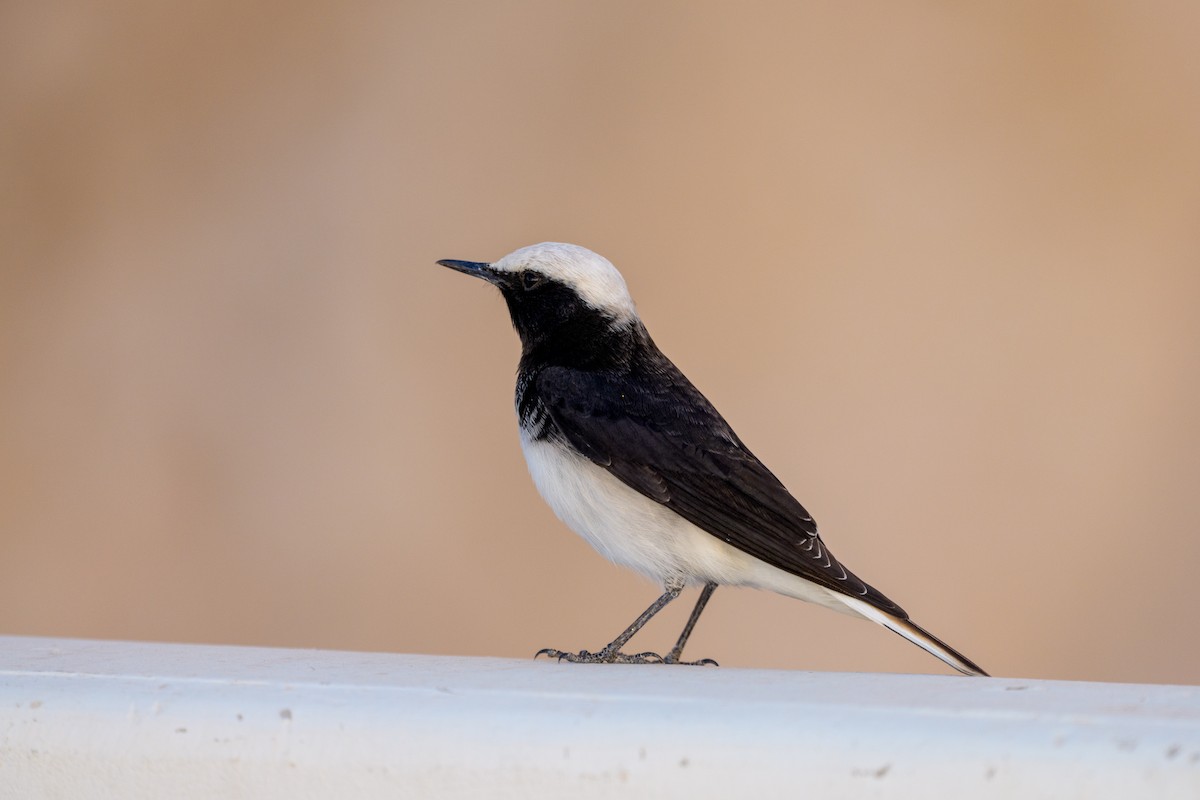 Hooded Wheatear - ML645282665