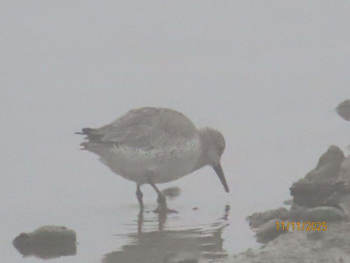 Red Knot - ML645282671