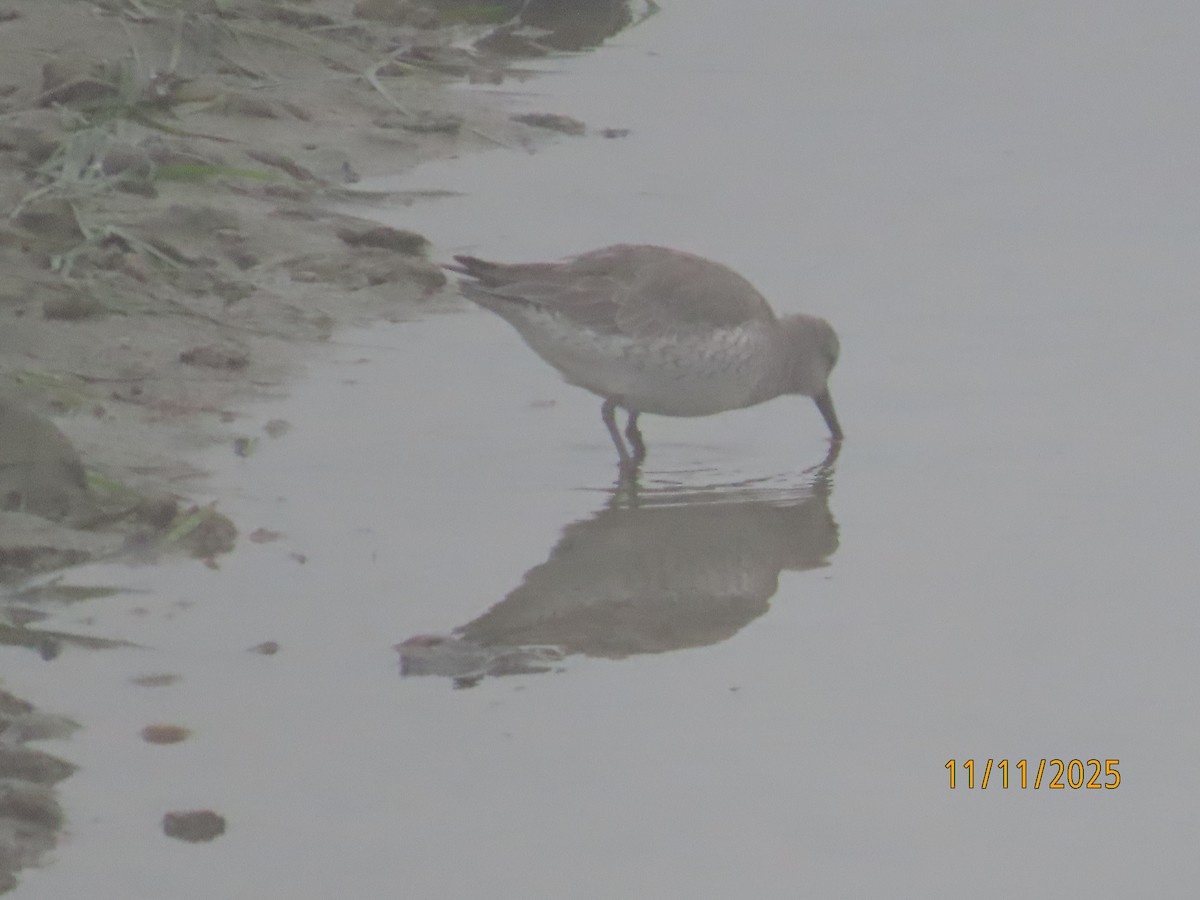 Red Knot - ML645282672