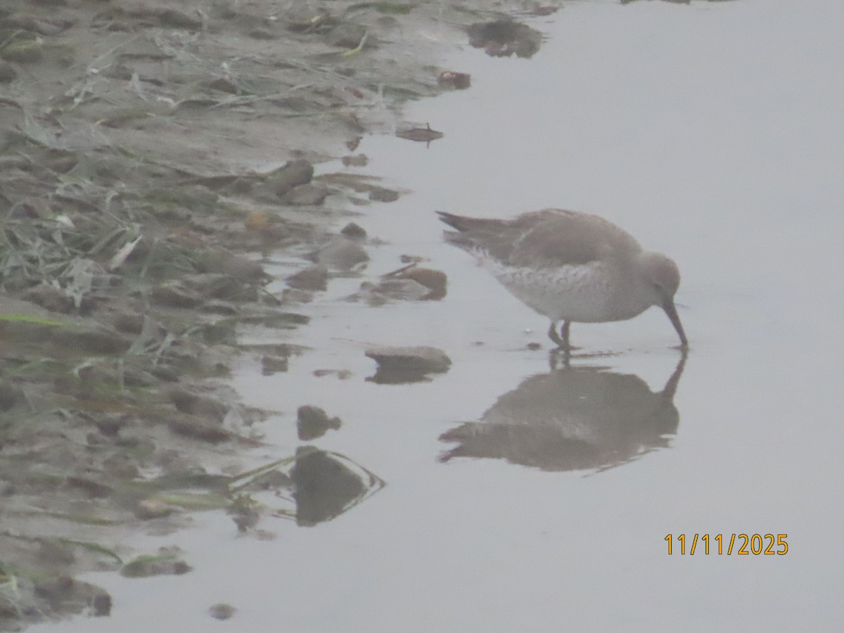 Red Knot - ML645282673