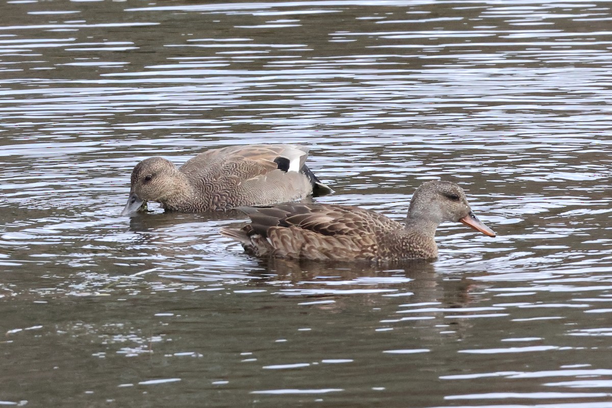 kopřivka obecná - ML645282677