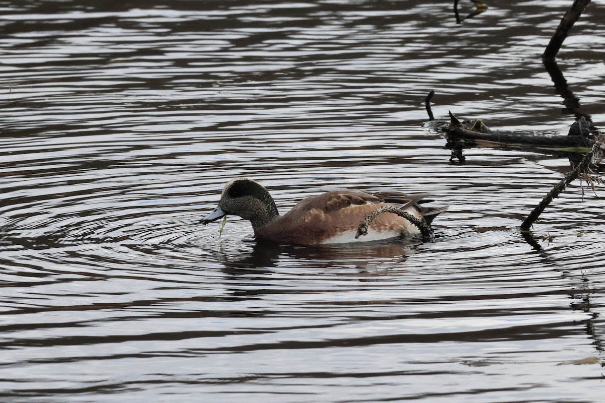 hvízdák americký - ML645282691