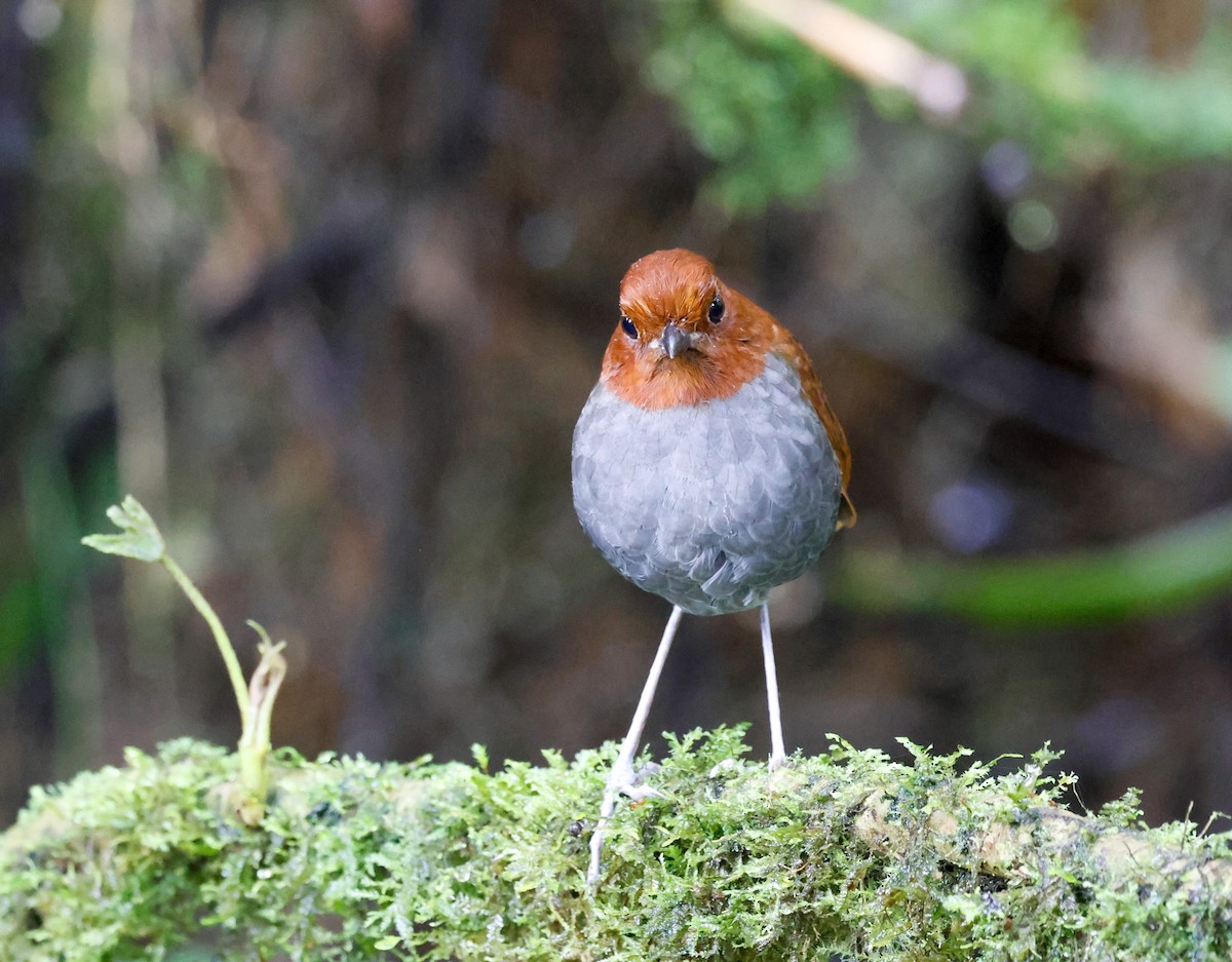 Bicolored Antpitta - ML645282693