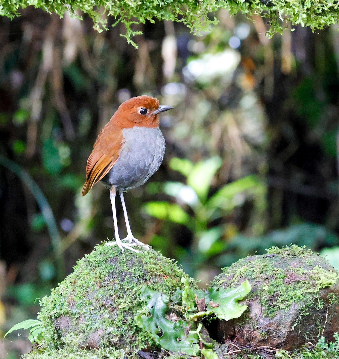 Bicolored Antpitta - ML645282694