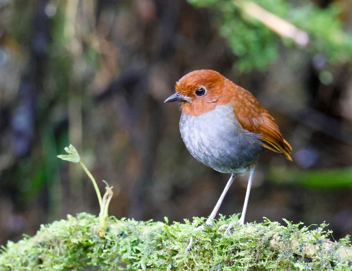 Bicolored Antpitta - ML645282695