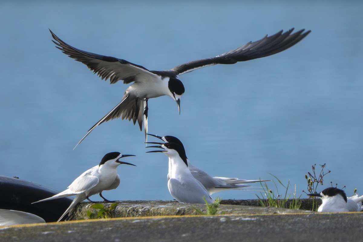 Sooty Tern - ML645282713
