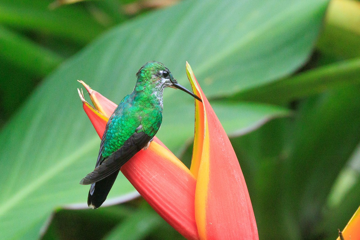 Green-crowned Brilliant - ML645282722