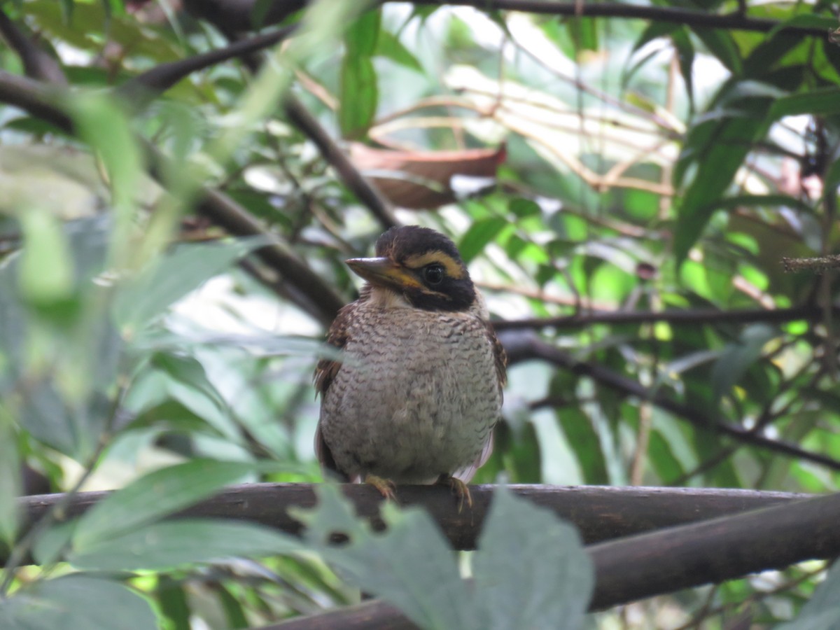 Scaly-breasted Kingfisher - ML645282731