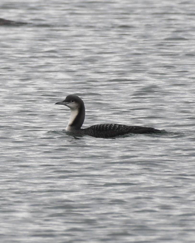 太平洋潛鳥 - ML645282736