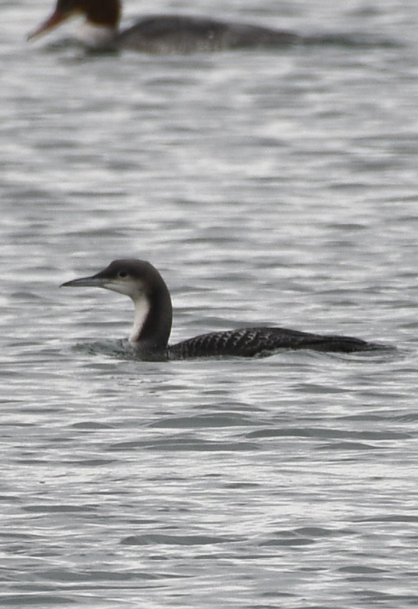 太平洋潛鳥 - ML645282737