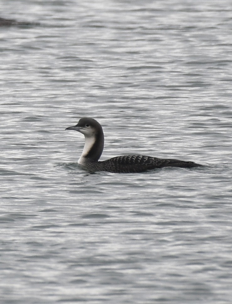 太平洋潛鳥 - ML645282738