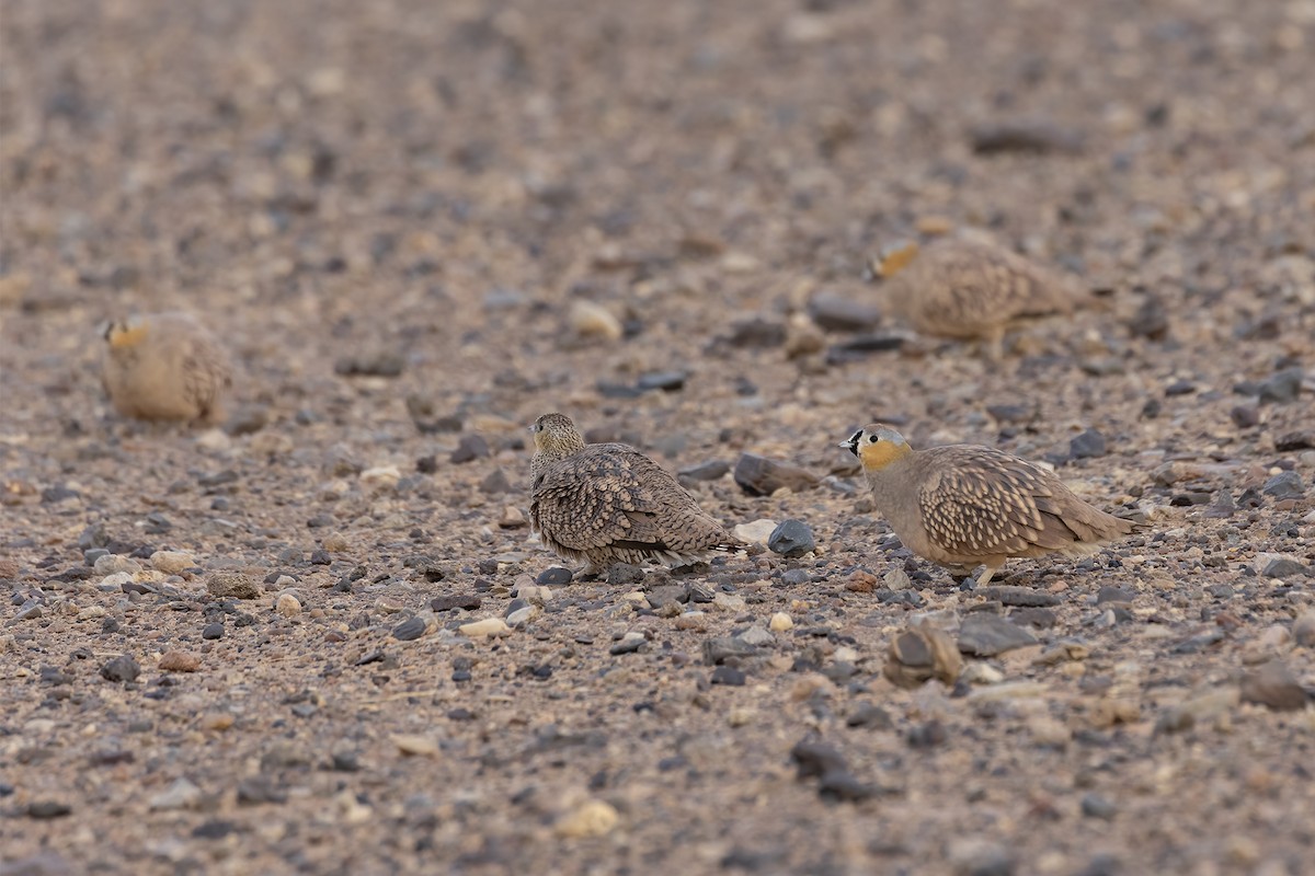 Crowned Sandgrouse - ML645282745