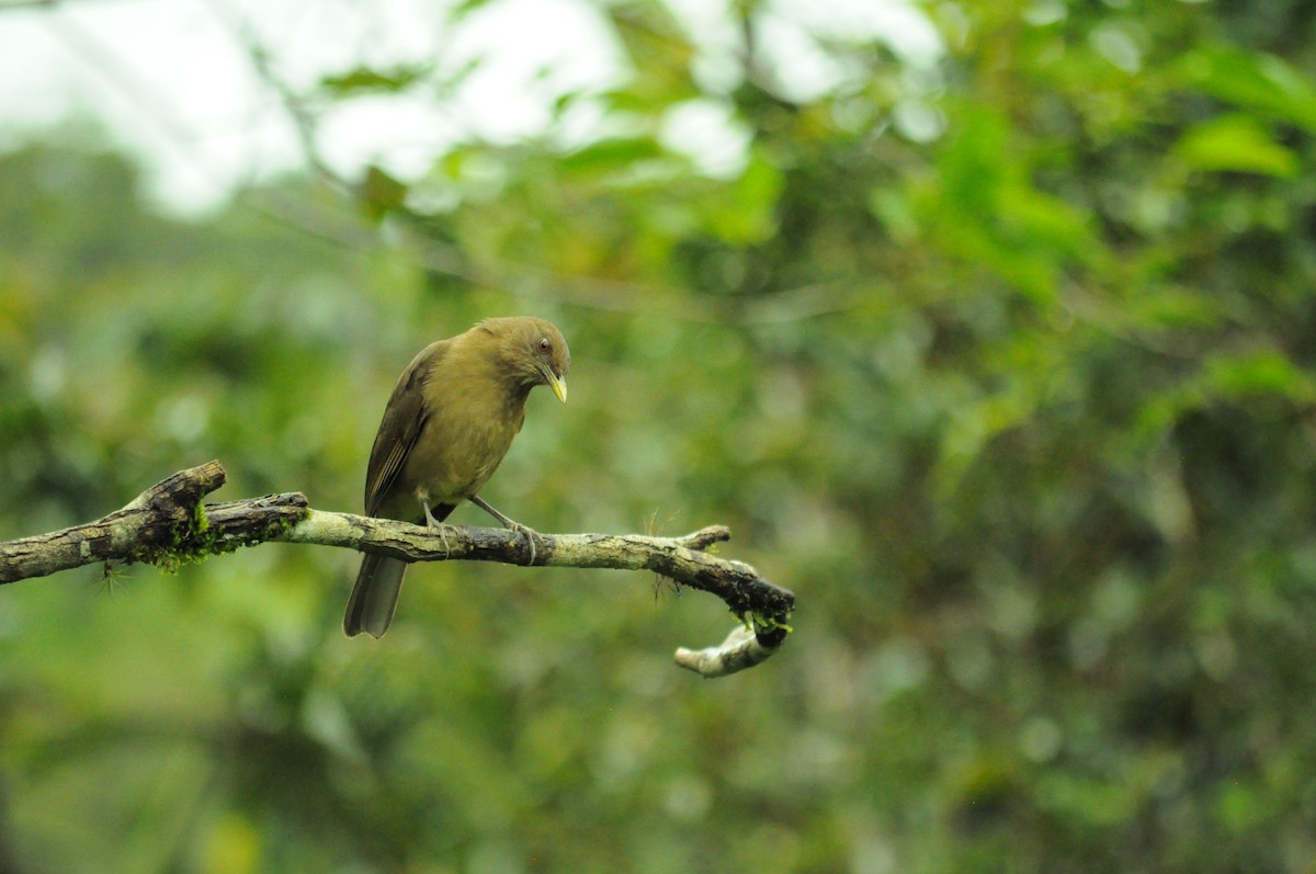 Merle fauve - ML645282769