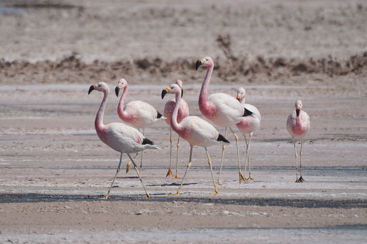 Andean Flamingo - ML645282770