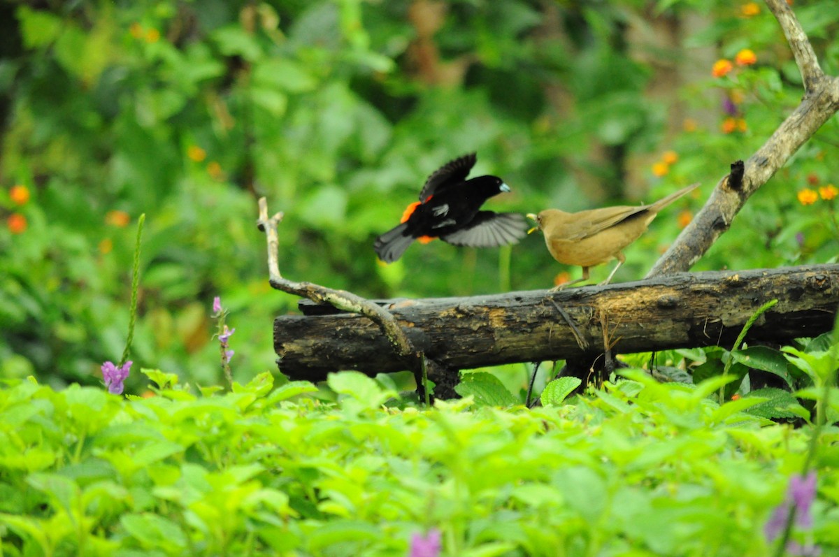 Merle fauve - ML645282772