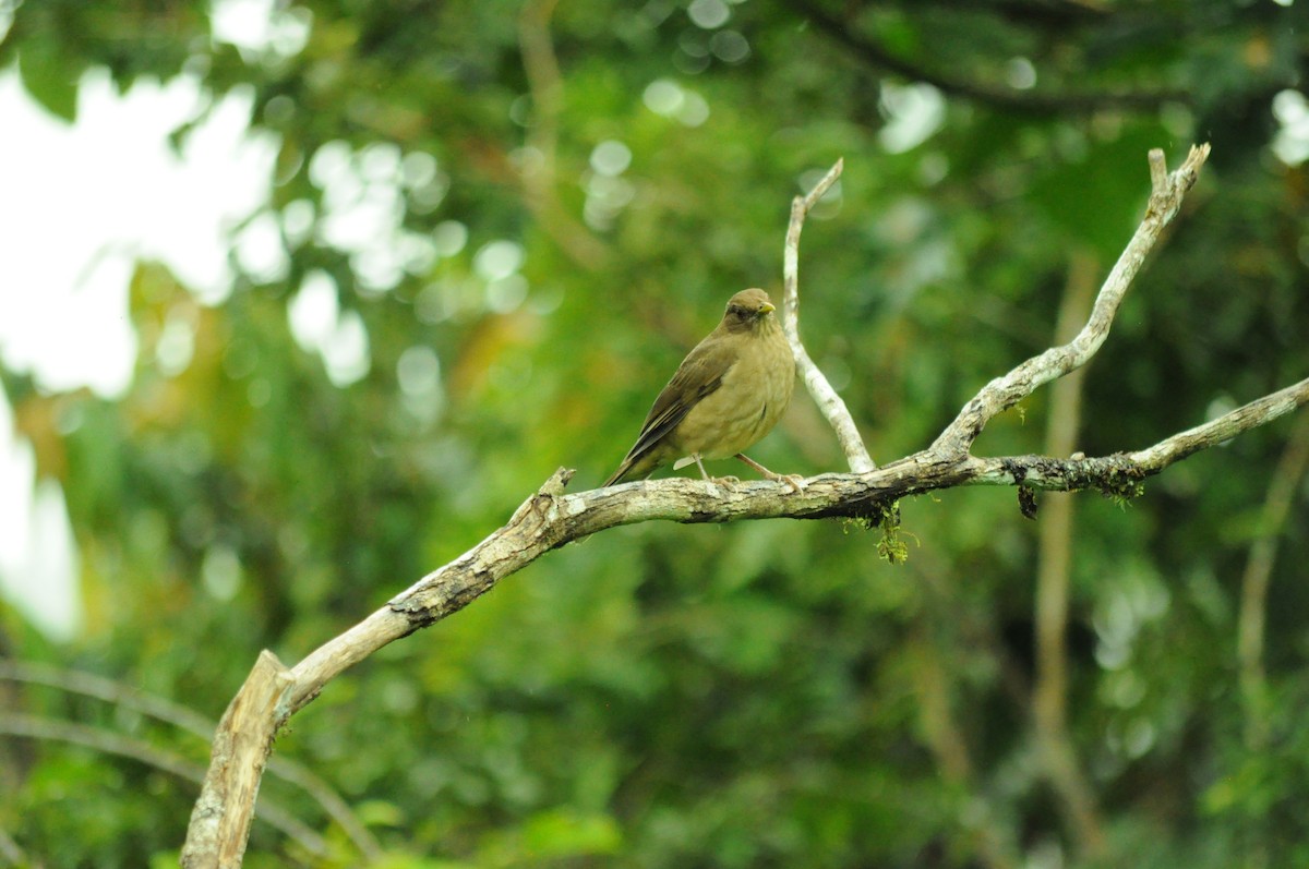 Merle fauve - ML645282773