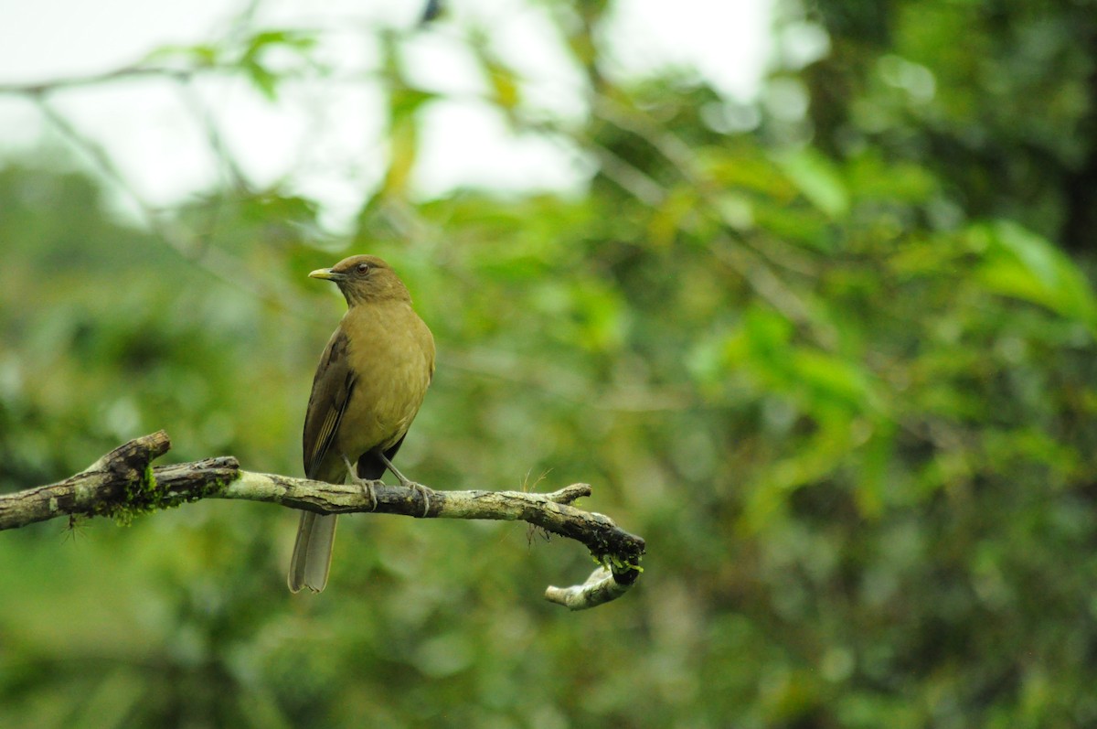 Merle fauve - ML645282774