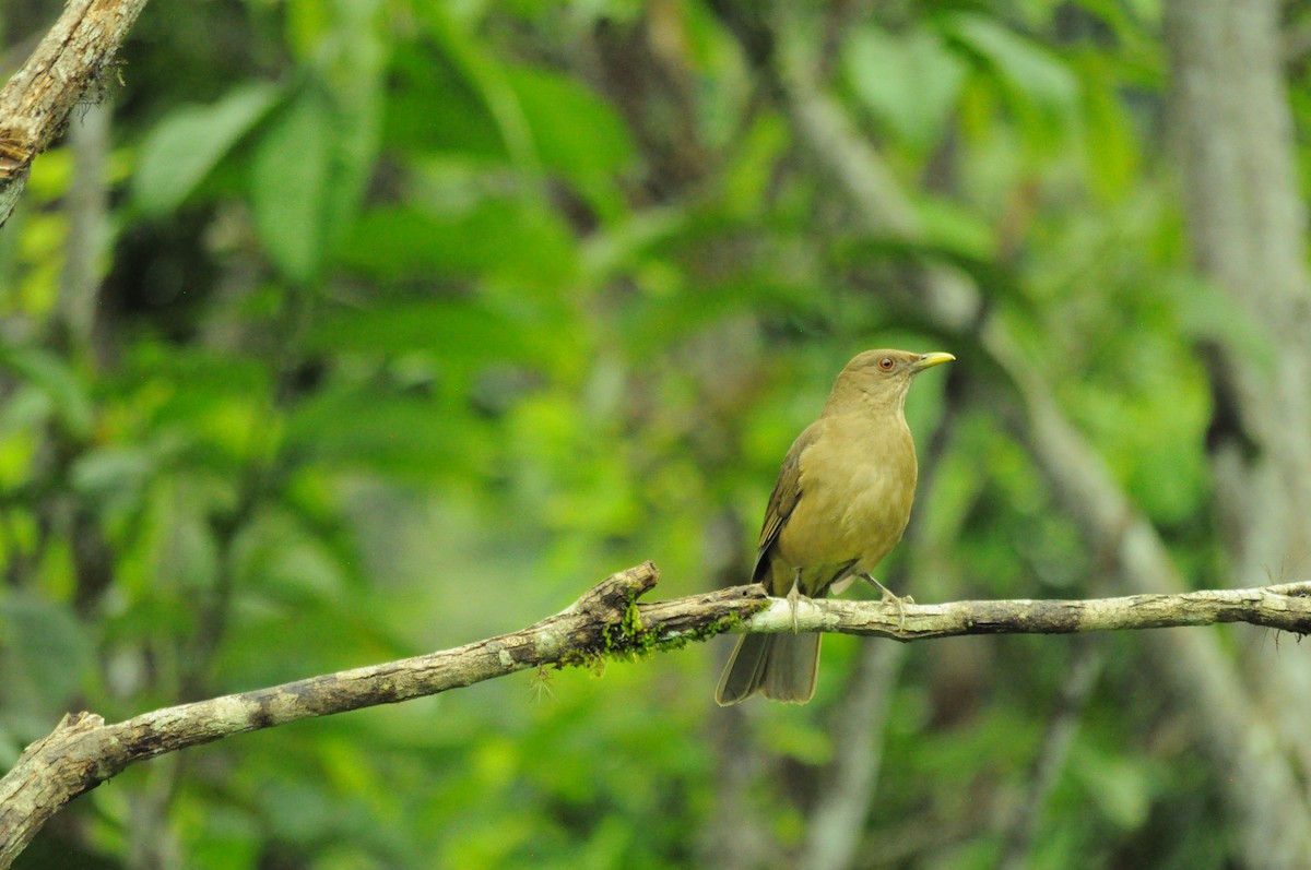 Merle fauve - ML645282776