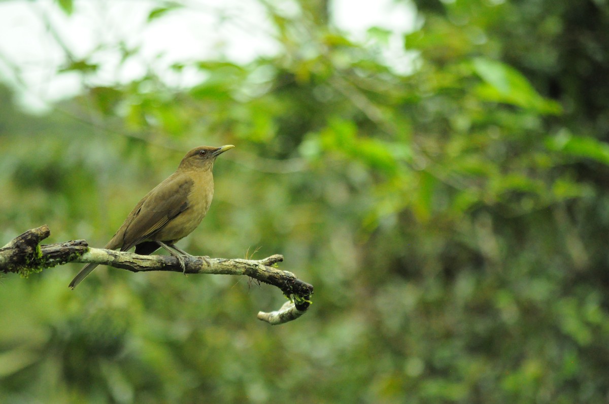 Merle fauve - ML645282777