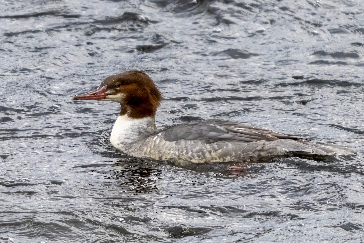 Common Merganser - ML645282778