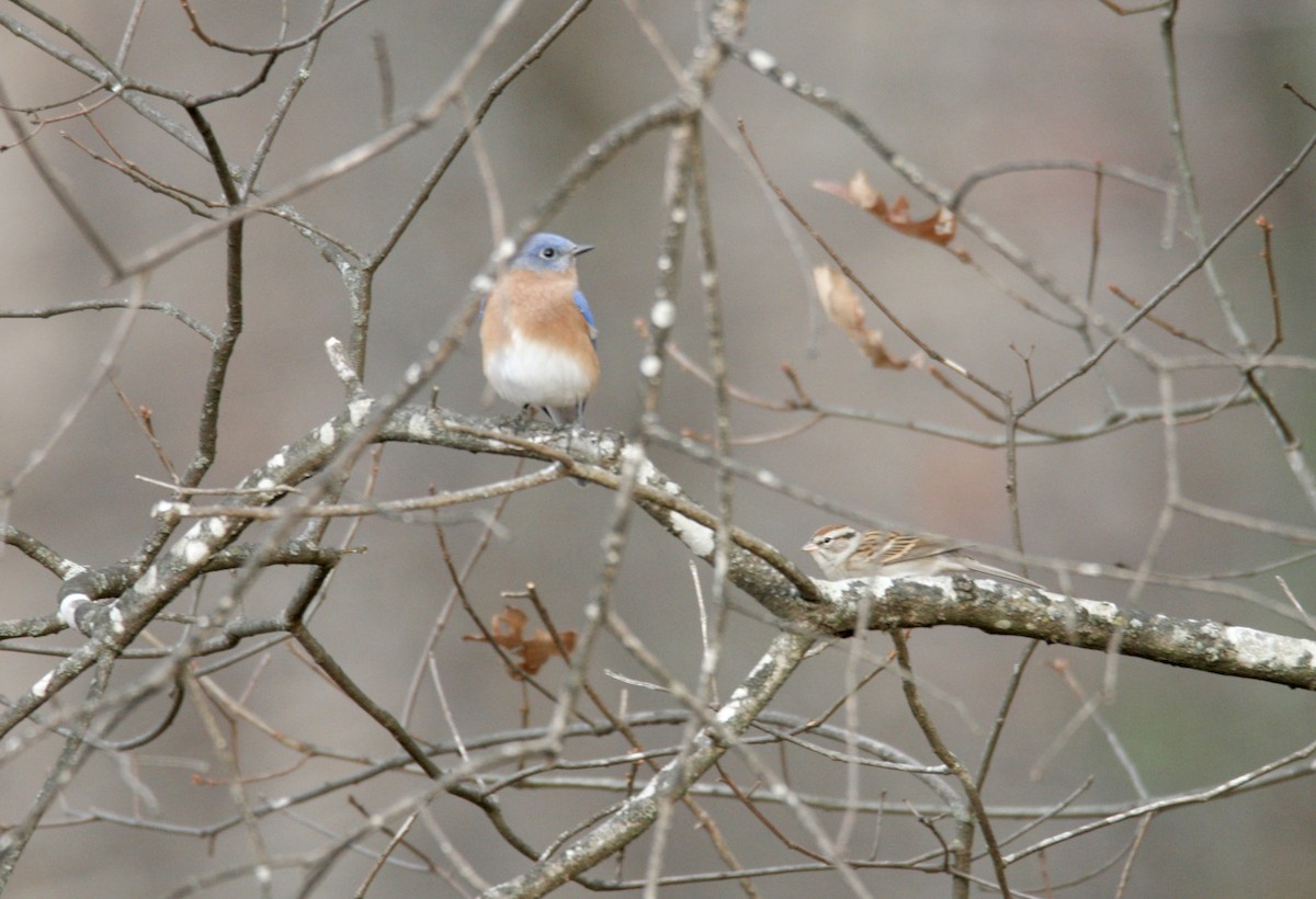 Eastern Bluebird - ML645282783