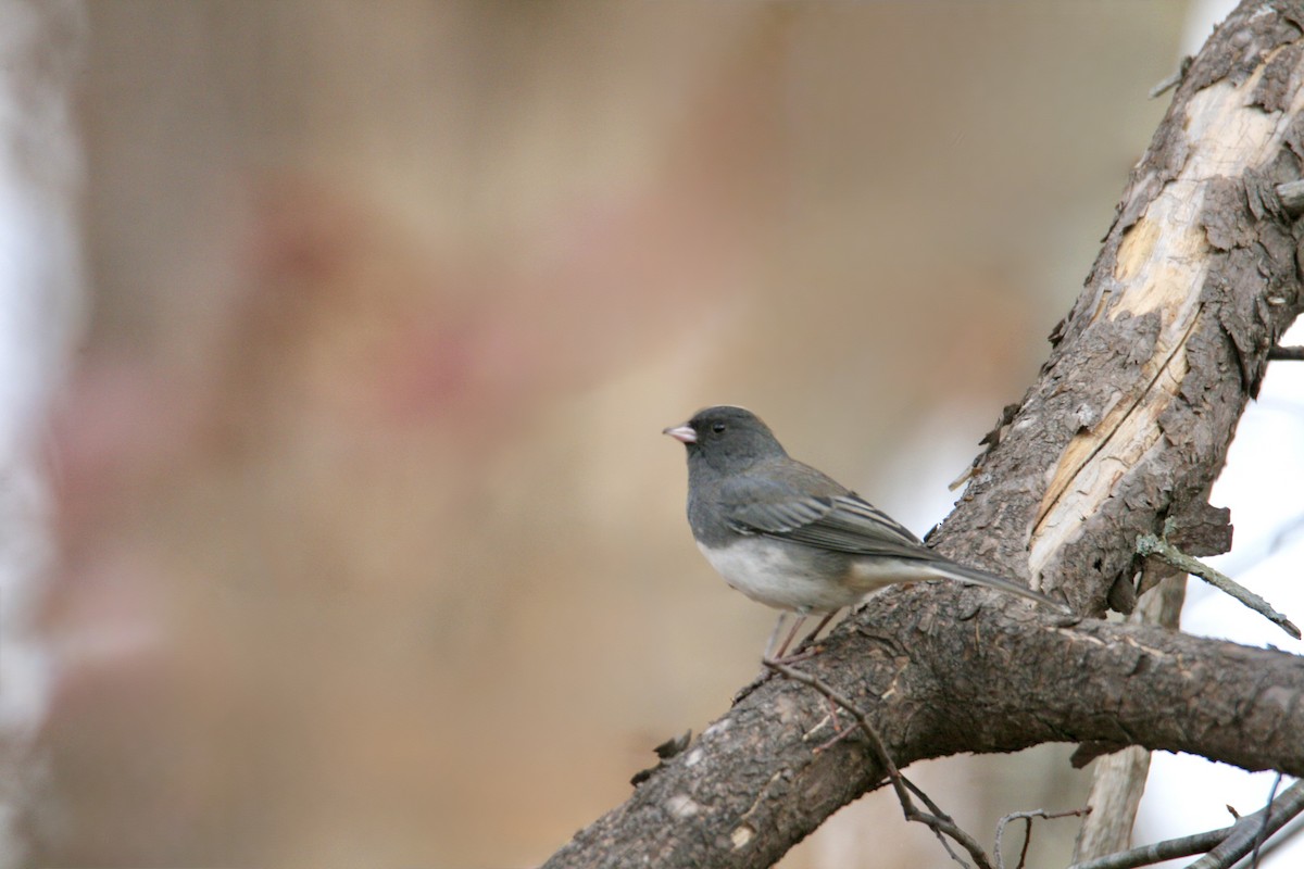 Dark-eyed Junco - ML645282792