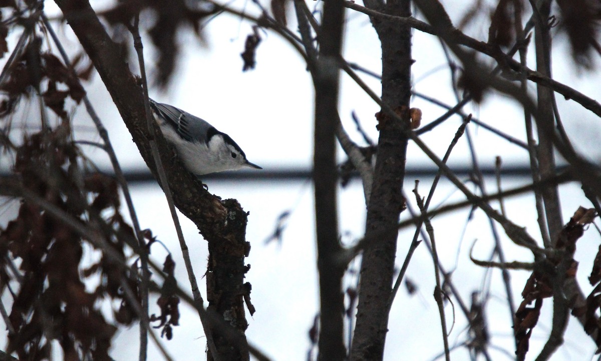 White-breasted Nuthatch - ML645282793