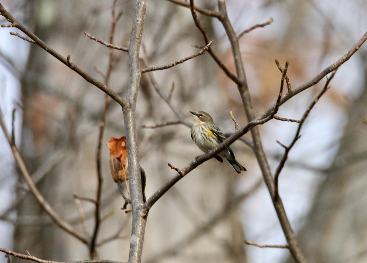 Yellow-rumped Warbler - ML645282799