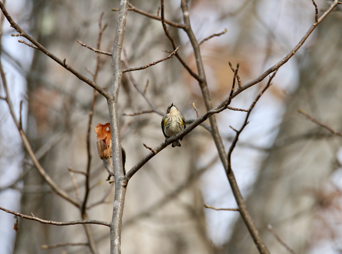 Yellow-rumped Warbler - ML645282800