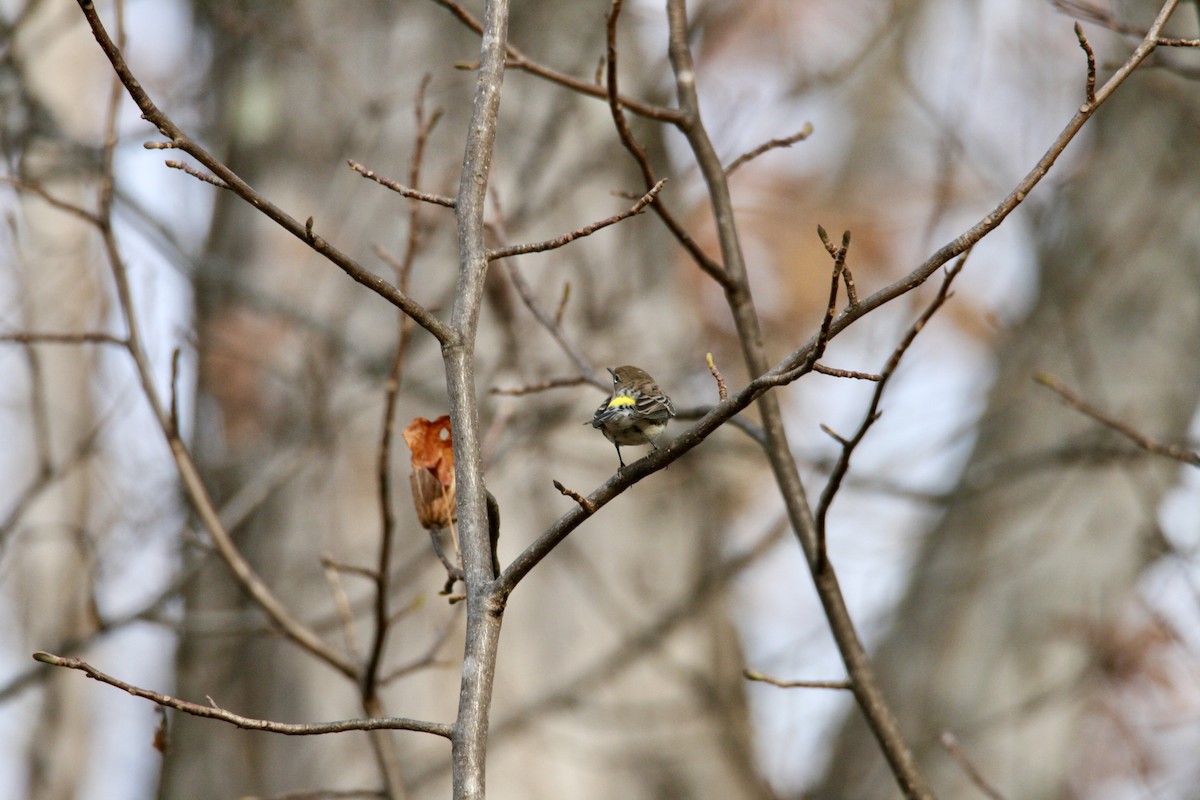 Yellow-rumped Warbler - ML645282801