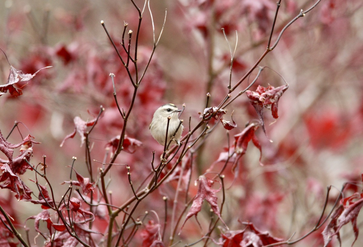 Golden-crowned Kinglet - ML645282805