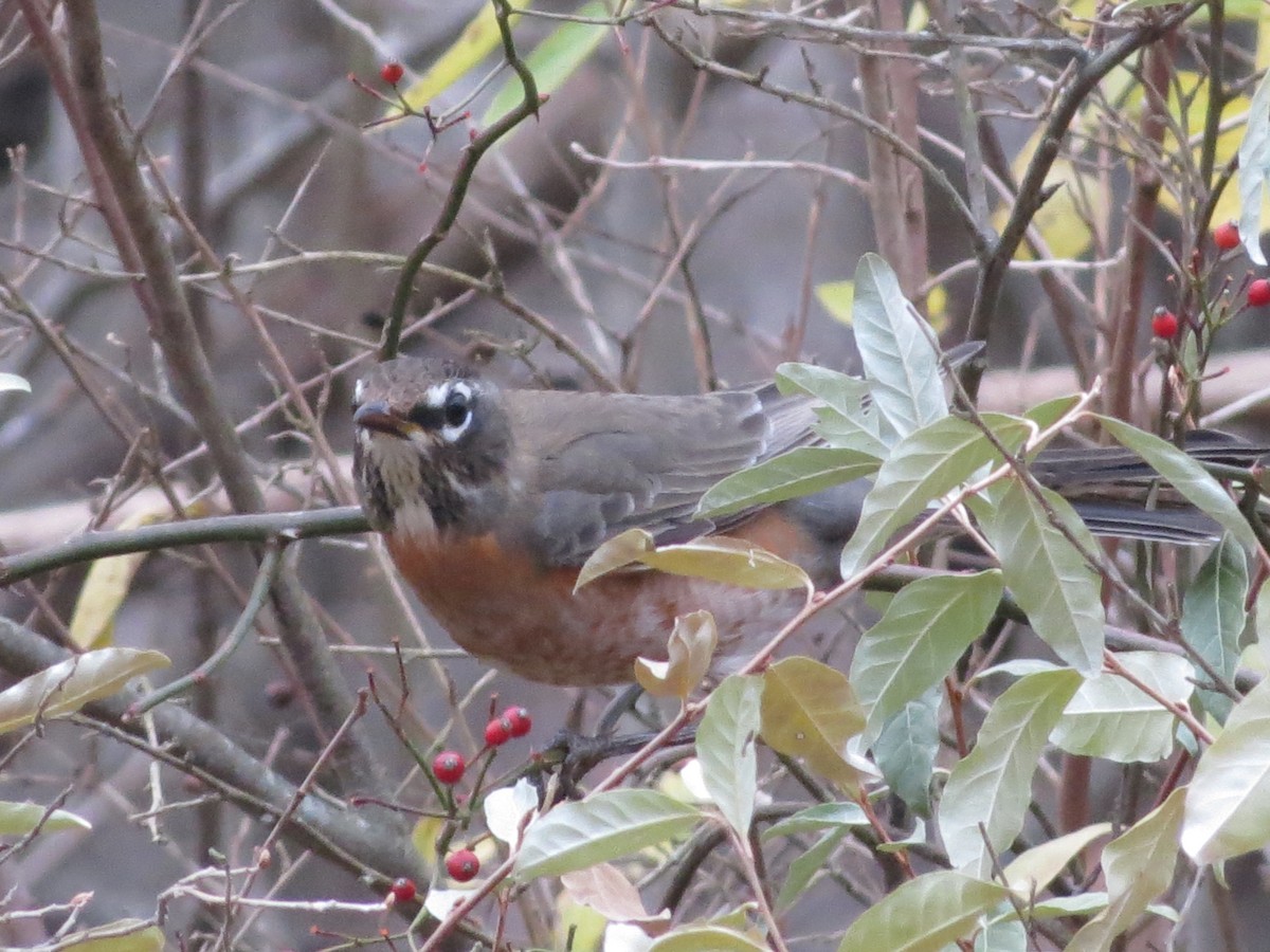 American Robin - ML645282809
