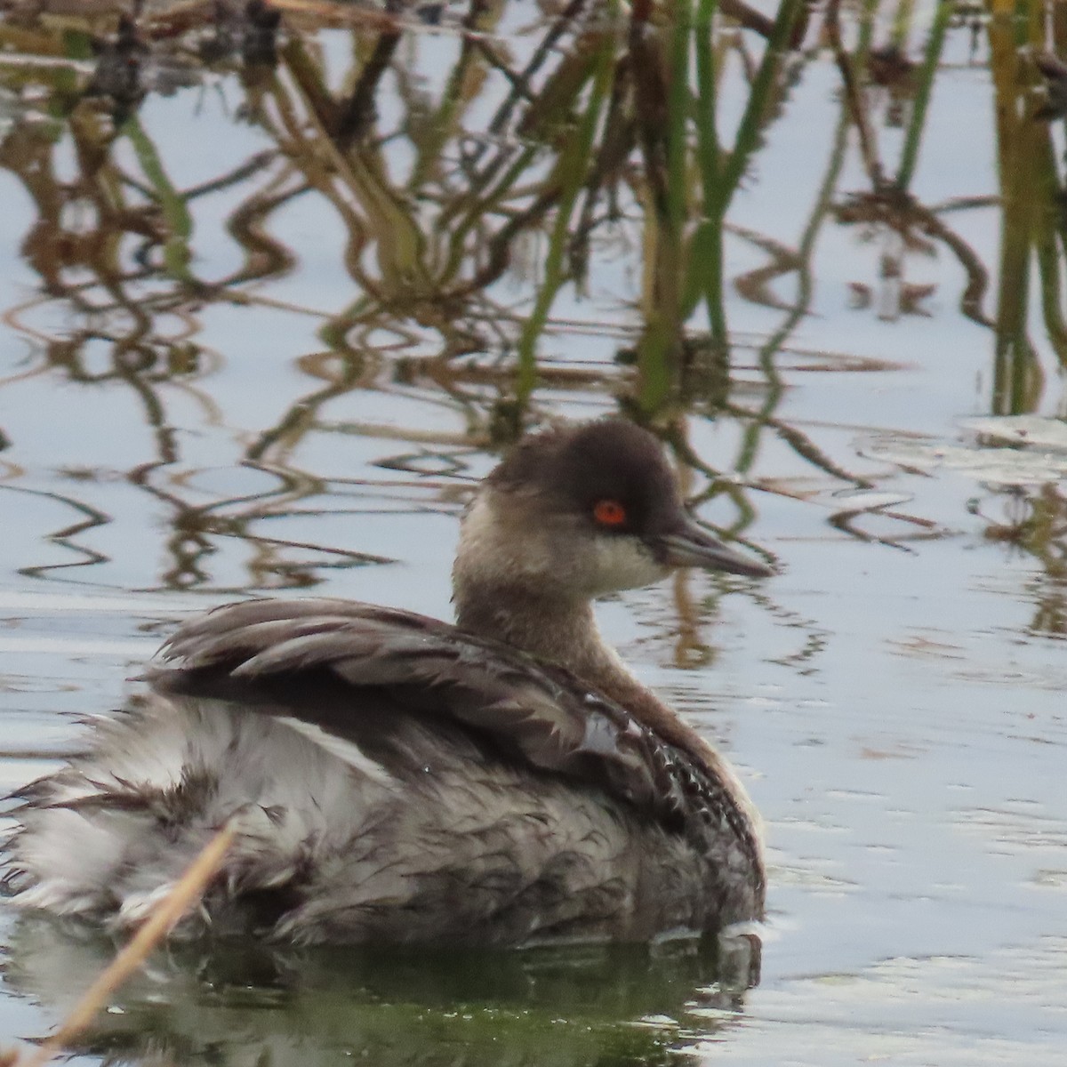 ハジロカイツブリ - ML645282811