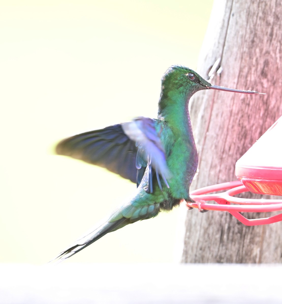 Great Sapphirewing - ML645282812