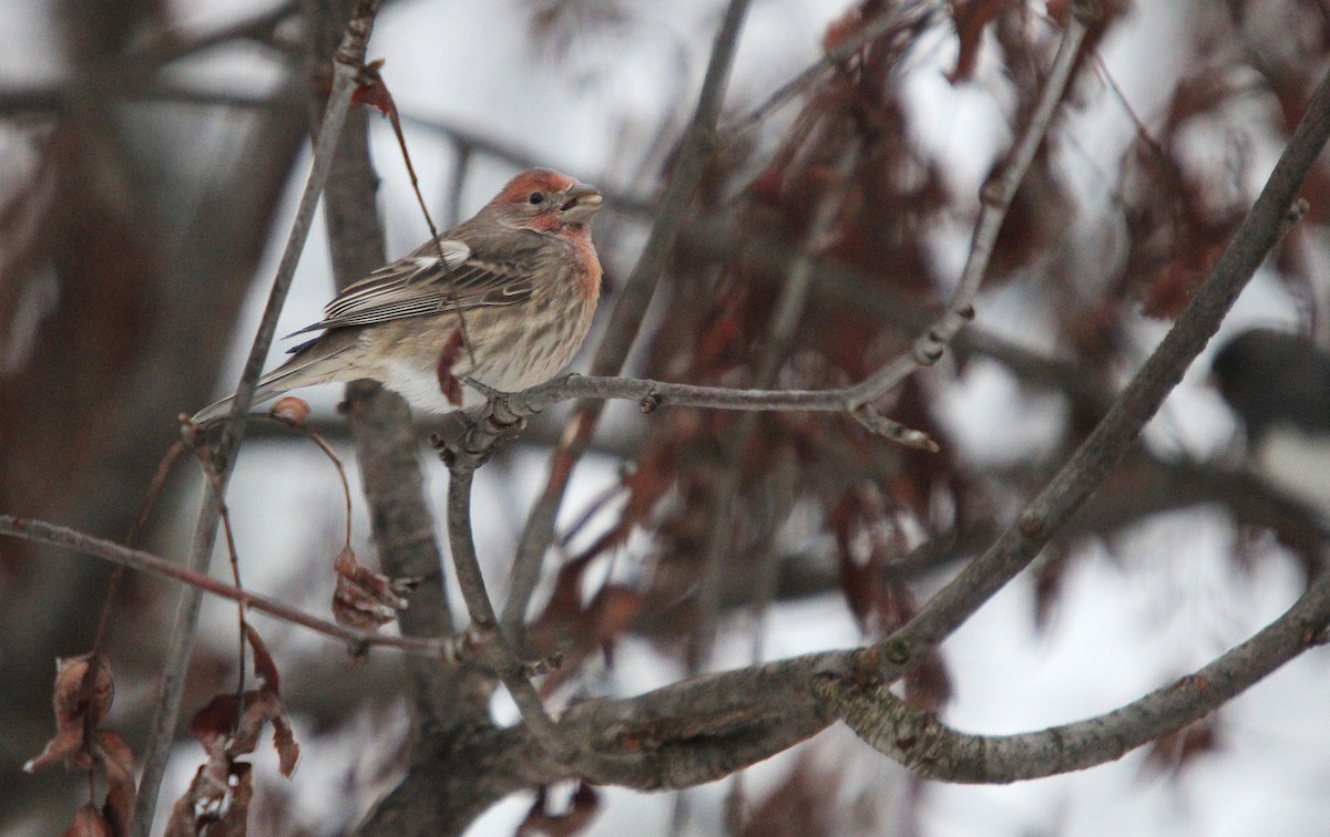 House Finch - ML645282816