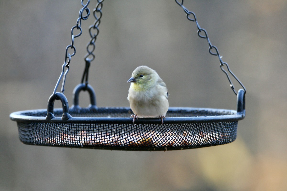 Altın İskete - ML645282817