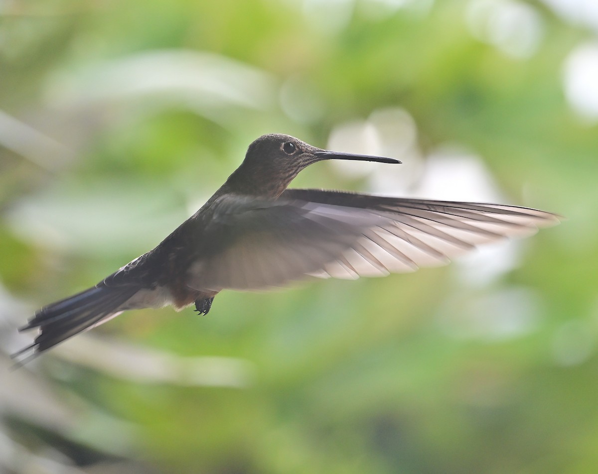 Giant Hummingbird - ML645282822