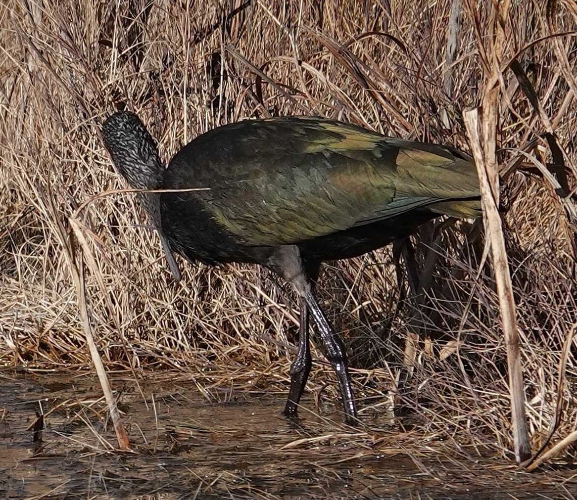 Beltzaran musuzuria - ML645282828