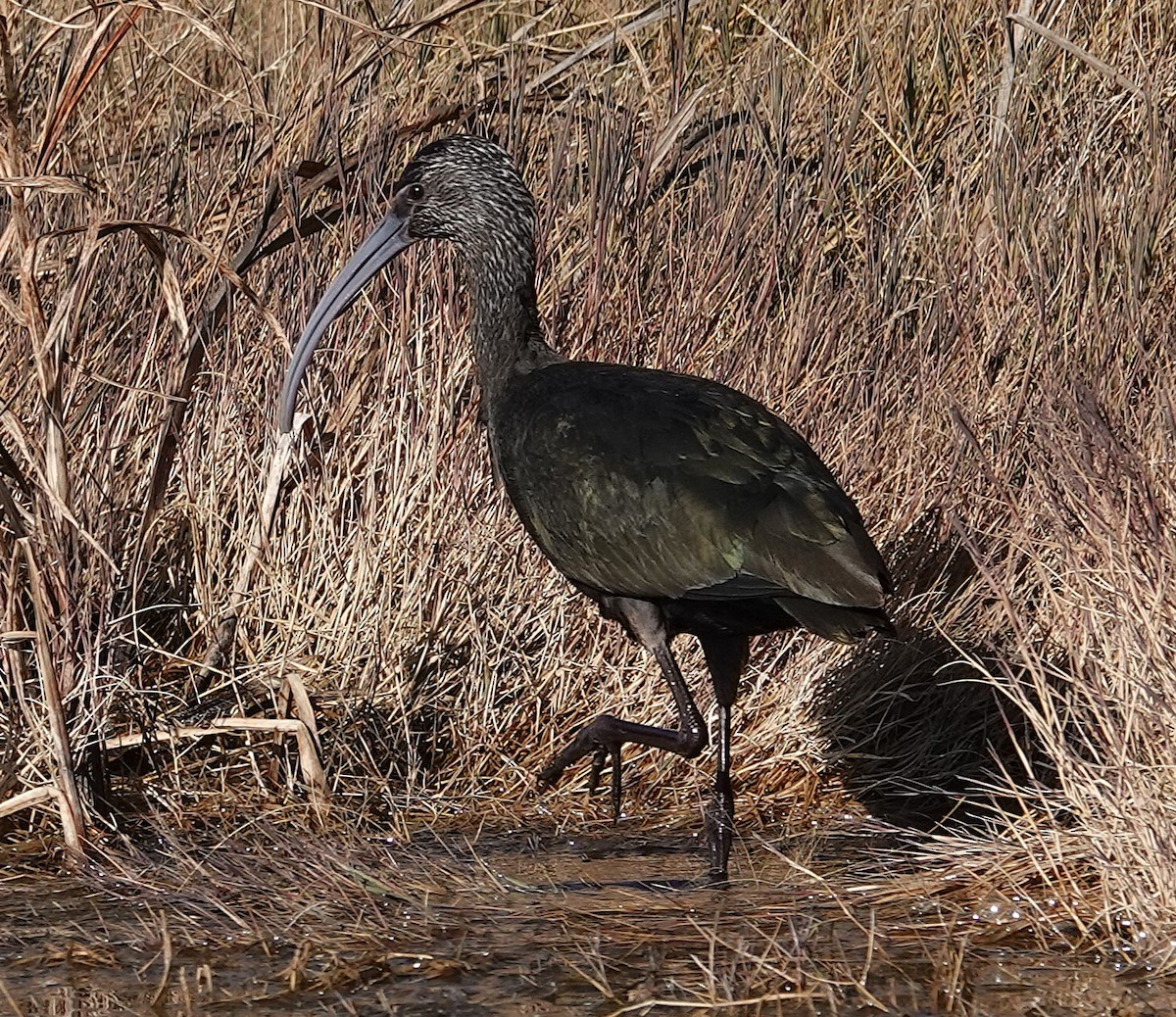 Beltzaran musuzuria - ML645282829