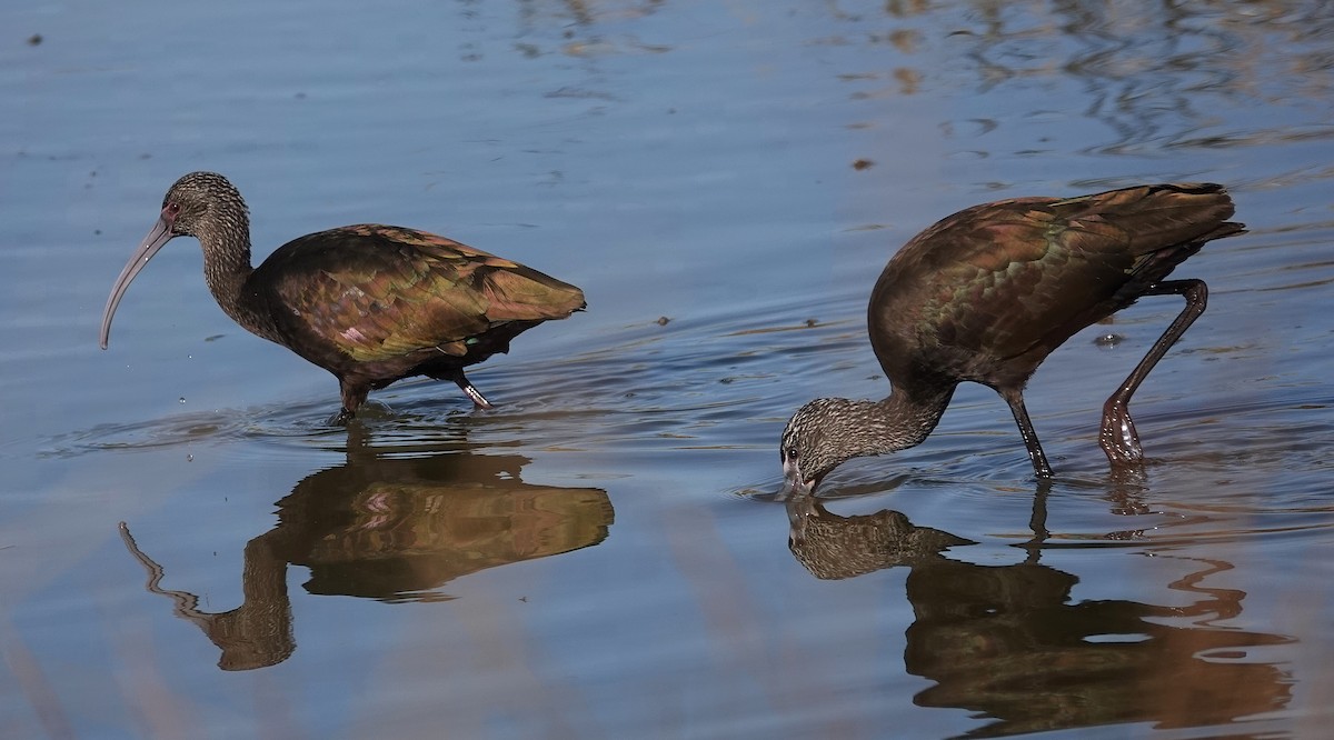 Beltzaran musuzuria - ML645282830