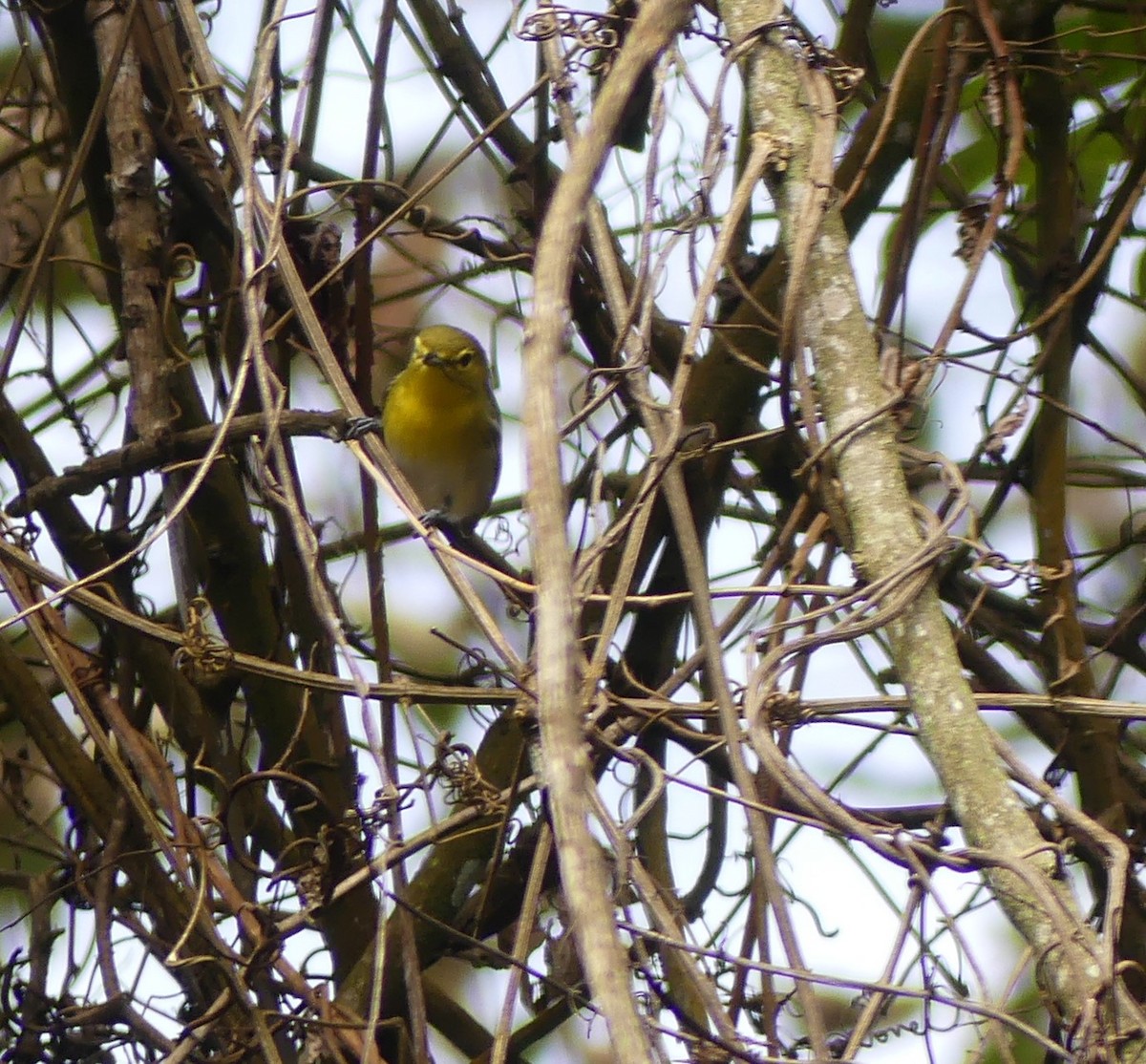 Yellow-throated Vireo - ML645282834