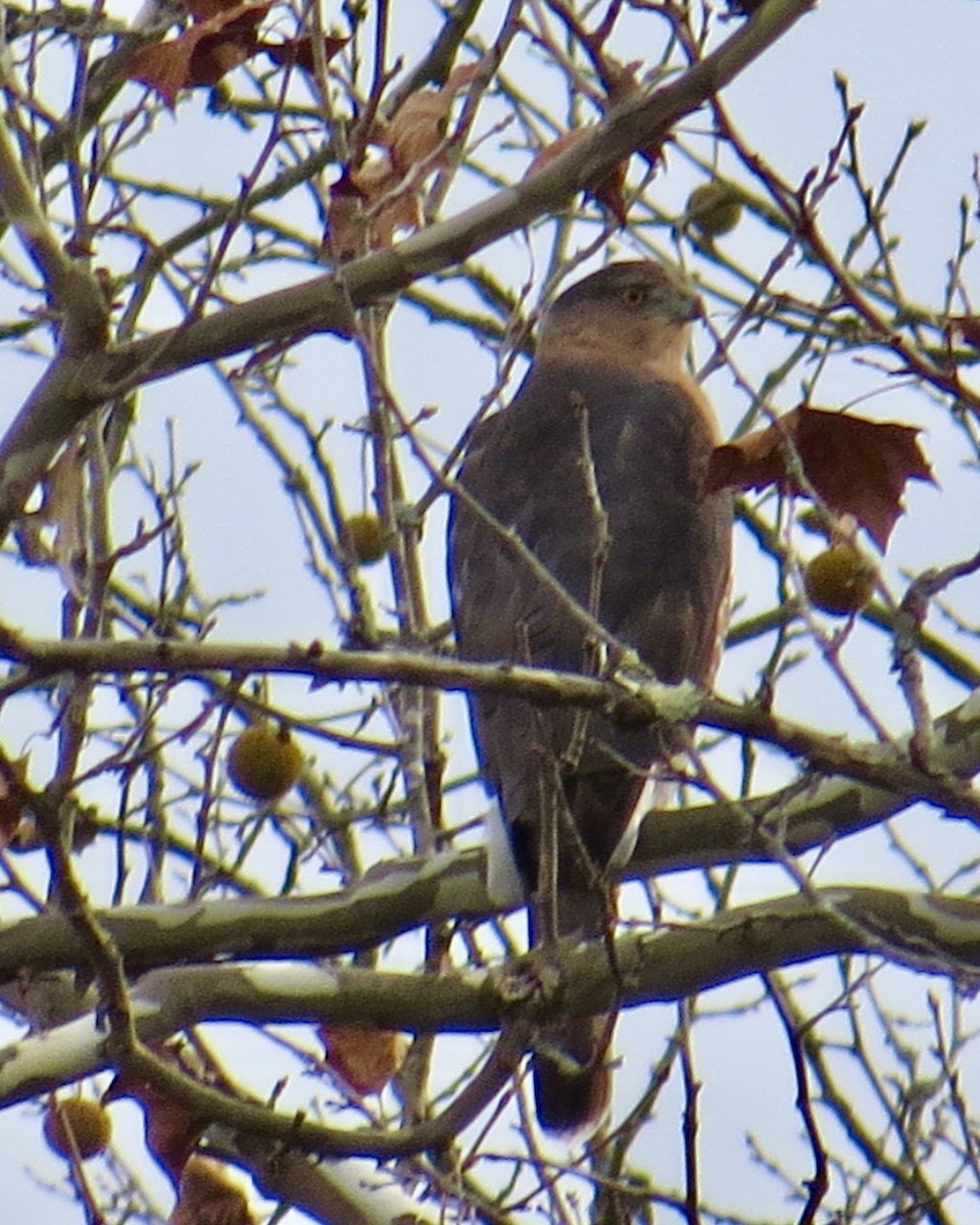 Cooper's Hawk - ML645282835