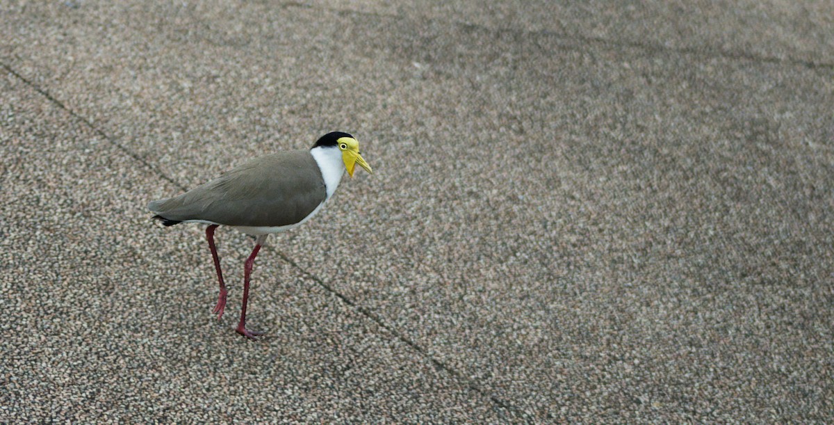 Hegabera maskaraduna - ML645282847