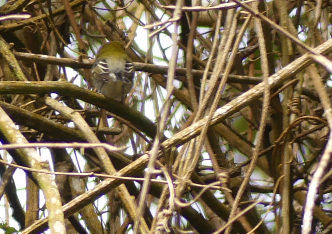 Yellow-throated Vireo - ML645282848