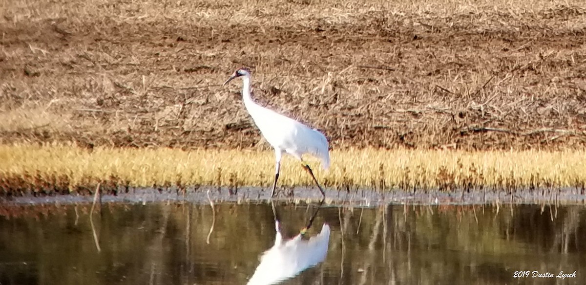 Whooping Crane - ML645282854