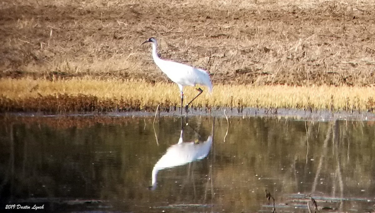 Whooping Crane - ML645282855