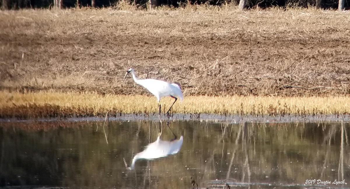 Whooping Crane - ML645282856